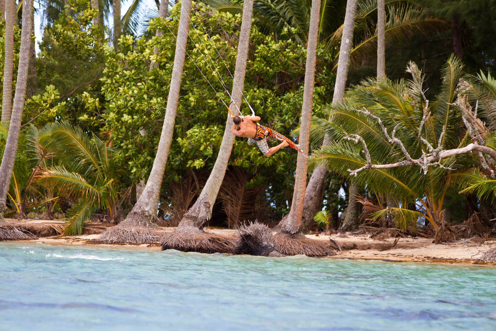 poison wood v6 obrazek